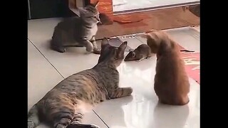 Menggigil setelah dipermainkan kucing