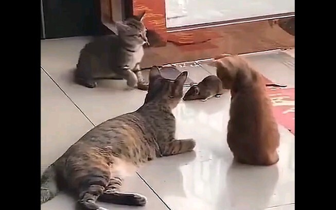 Rùng mình sau khi bị mèo chơi đùa