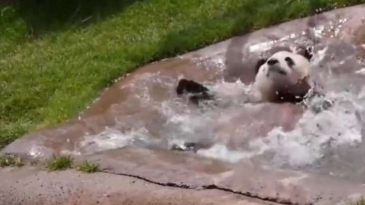 The Panda's Bathing in Public