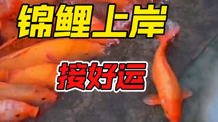 锦鲤上岸啦！！祝您考试顺利，早日上岸，水逆退散，好运连连，随喜赞叹！