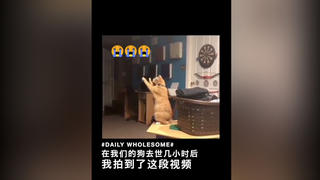 在我们的狗去世几小时后，我拍到了这段视频