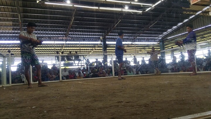 My gilmore hatch holdap line 7months  contra sweater 2yrs old😝🐓#bayangsabungero#maginoongsabungero