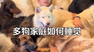 การนอนกับสุนัข 18 ตัวจะเป็นยังไง?