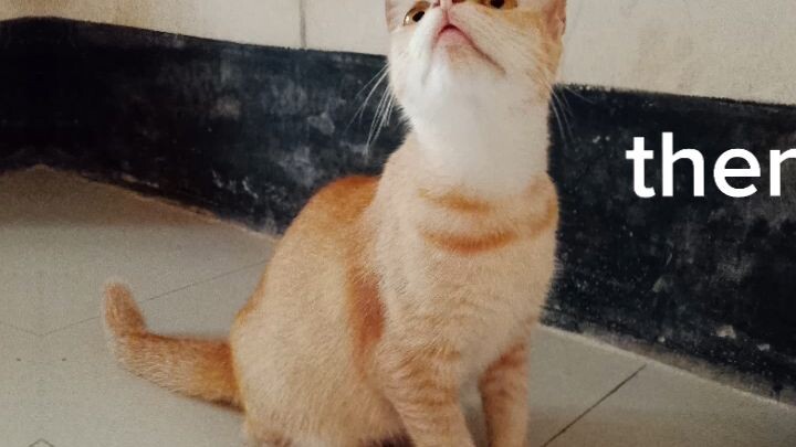 #猫咪(এর অর্থ বিড়াল)#萌宠 (এর অর্থ কিউট পোষা প্রাণী)#搞笑 (যদি ভিডিওটি মজার বা ফানি হয়)#猫meme
