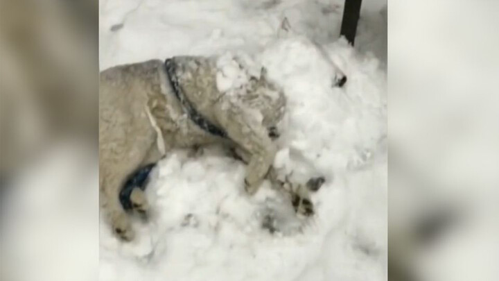 [Pets] Husky Found By The Street Shocks Everyone