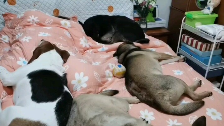 Dogs never know how heavy they are—tonight I hit the bed before the dog, but in the end it feels lik