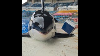 วาฬเพชฌฆาตฉลาดแค่ไหนกันนะ? ไปดูกันเลย