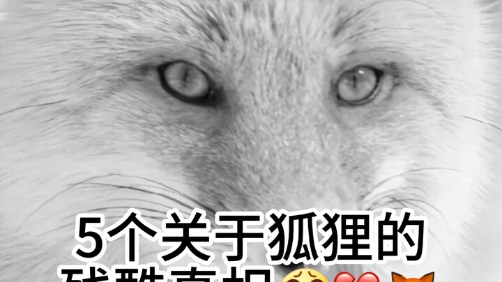 5 Cruel Truths About Foxes