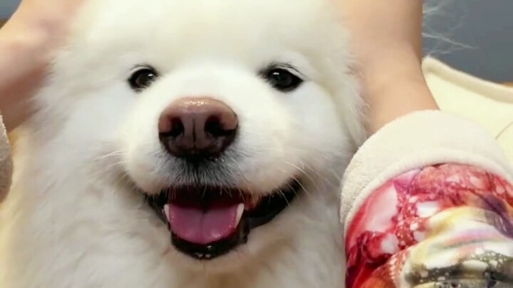 4 Dog Breeds Perfect for Girls to Keep as Pets