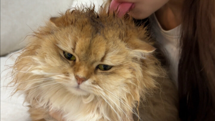 Saat aku membalas semua yang dilakukan kucing kepadaku, pada si kucing!