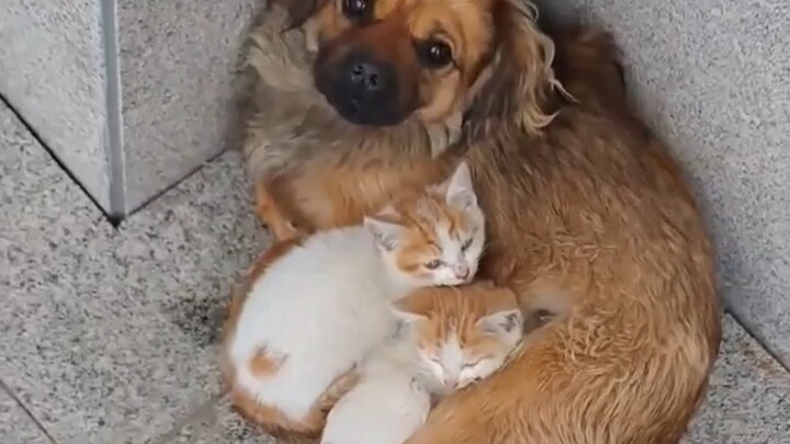 A kitten without a mother has taken the puppy as its mom.