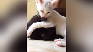 Nghỉ dịch mới nhận ra 2 bé nhà mình cũng biết diễn lắm nha🥰 meow viral onhavanvui meocute meocute