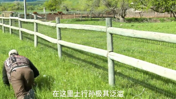 Groundhogs are a menace to nature—Hunter x Hunter promptly shoots one down; perfect with a beer!