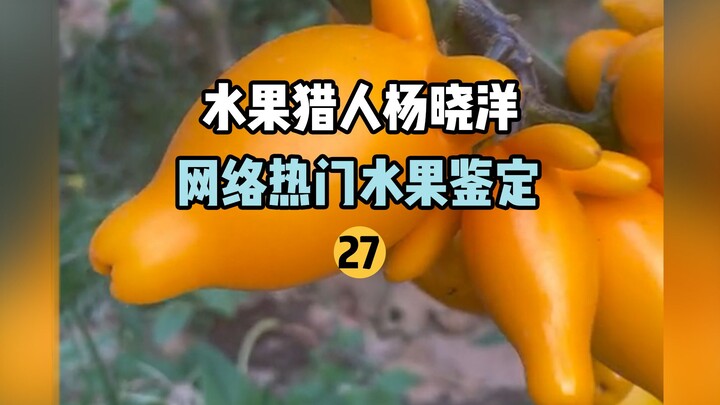 【水果猎人】网络热门水果鉴定27