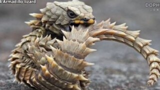 สัตว์ 10 ตัวที่คล้ายมังกรมากที่สุด คุณรู้จักมั้ย ๒