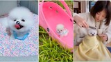 Chó Phốc Sóc Mini Siêu Đáng Yêu | Pomeranian Dog Funny Video phần 1