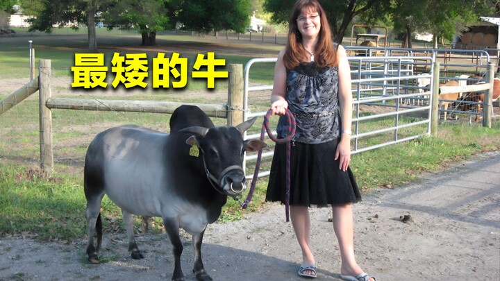 วัวตัวเล็กที่สุดในโลก สูงเพียง 67.6 เซนติเมตร ทำลายสถิติโลกกินเนสส์