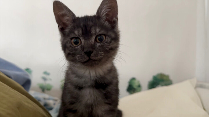 Don’t hit snooze in winter—your little cat will nudge your neck and plop right down on your face!