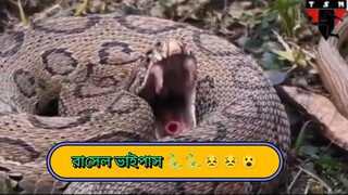 ভয়ংকর রাসেল ভাইপাস 🐍🐍😮😮😣😣