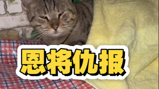 流浪猫恩将仇报 差点儿害我老命不保