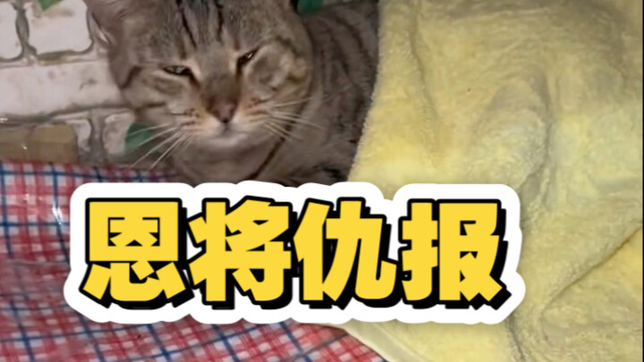 Kucing liar berterima kasih dengan cara yang salah, hampir membuat nyawaku terancam