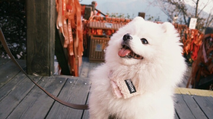 كلب VLO | ماما، أنا صرت في السماء!