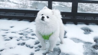 Melihat beruang kutub super mini di gunung salju?!