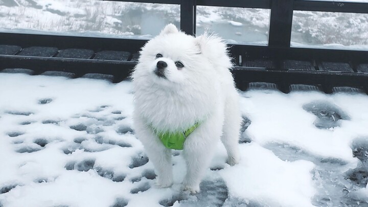 رأيت دبًا قطبيًّا مصغَّرًا جدًّا على جبل الثلج؟!