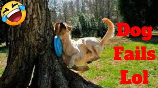 💥Dogs Have A Ruff Life Funny Fails April 2019- LOL😂🙃 | Funny Animal Videos👌