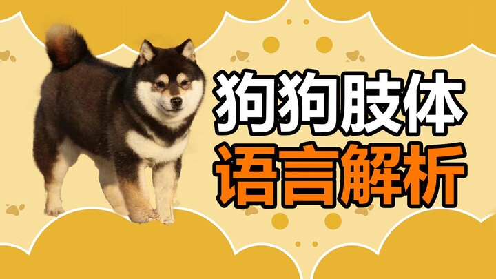 Decoding Dog Body Language: Do You Really Know What These Gestures Mean?