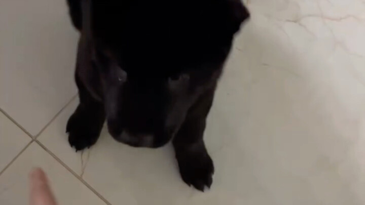 Buku Harian Pertumbuhan Anjing Pedesaan