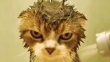 Funny cat videos #funnycats #cutecats #petsfunnyvideos #cutecatclips #funnypets #petcatvideos #catv