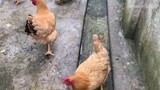 Several chickens staged a great escape! Singing "Demon Slayer" OP "Red Lotus" to the chicken is hilarious