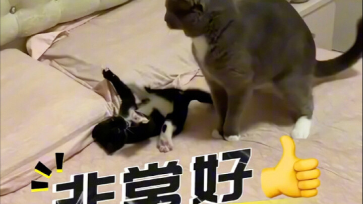 Here we go again with cat-care knowledge!