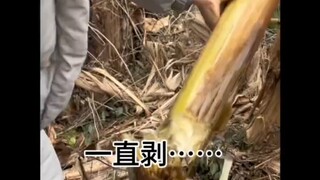 荒野求生芭蕉芯