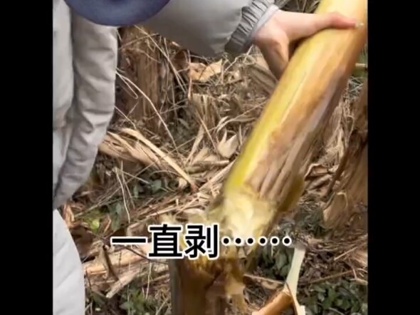 荒野求生芭蕉芯