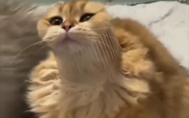 แมว:พอใจแล้วเหรอ?