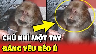 Chú KHỈ MỘT TAY siêu đáng yêu có thân hình BÉO NHƯ LỢN 😂 | Yêu Lu