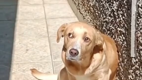 Person: This dog doesn’t bite people, does it? Dog: This person doesn’t bite dogs, does he?