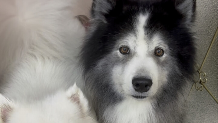 Hóa ra nuôi chó là định mệnh từ trước.