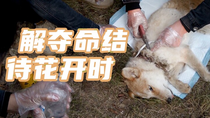 【لاو فنغ يانغ】مالك قاسٍ يلفّ سلك نحاسي حول عنق كلبه!