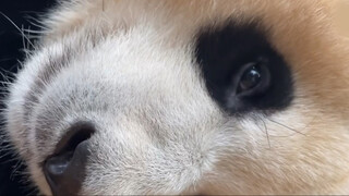 Waking Up Cute Panda