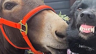 คลิปเหล่านี้ทำให้ฉันชอบ