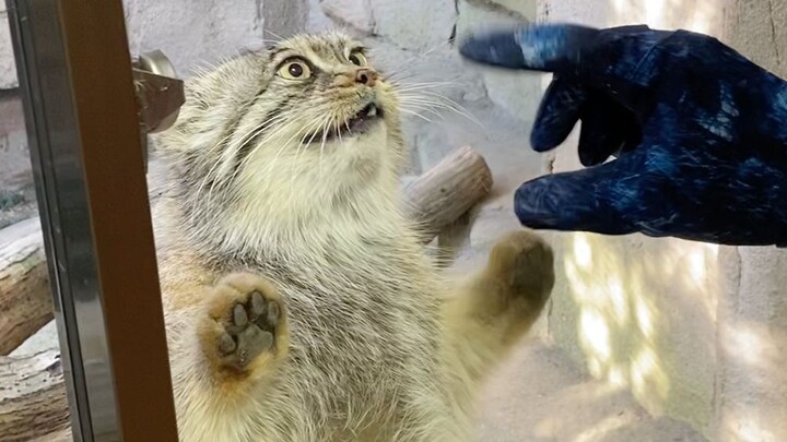 The Eating Manul [Nasu Animal Kingdom]