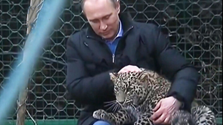 ภาพจริงปูตินลูบเลียงเสือดาวปี 2014 สุดสงบนิ่ง