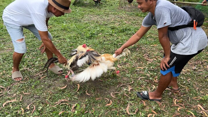 Cock irishDome vs Bulisain      ⭐️🇵🇭❤️💪🏼