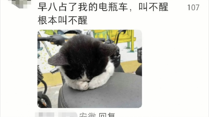 On the Degree of Trust Campus Cats Place in College Students