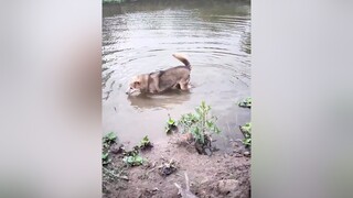 Bắt quả tang Bông trốn đi tắm ao...cunyeucuadua yeucho yeuchomeo cún cúncon chó chómèo chócon chókhôn yeuchomeo chócute pet dogsoftiktok