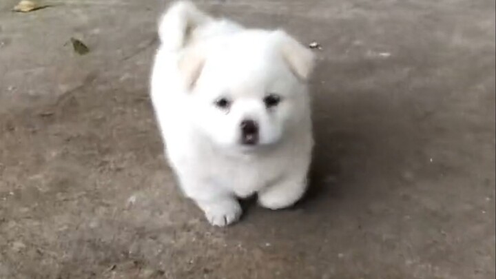 “Little mutts are the cutest!”