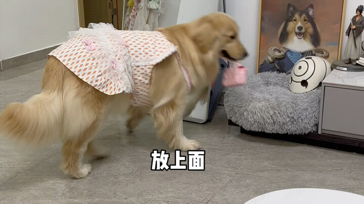 Putri tentu saja harus dimanja!